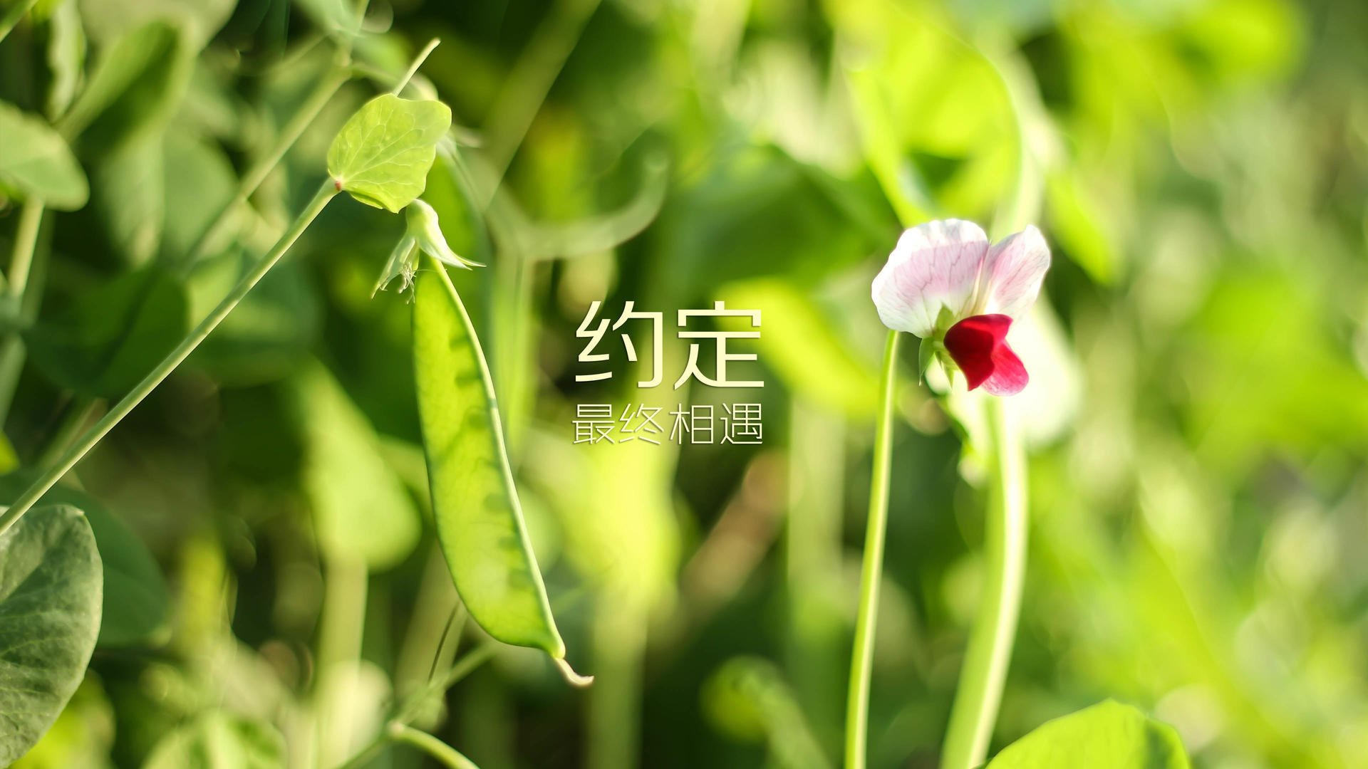 收官之战引爆激战，门兴格拉德巴赫全力以赴，门兴格拉德巴赫是什么意思