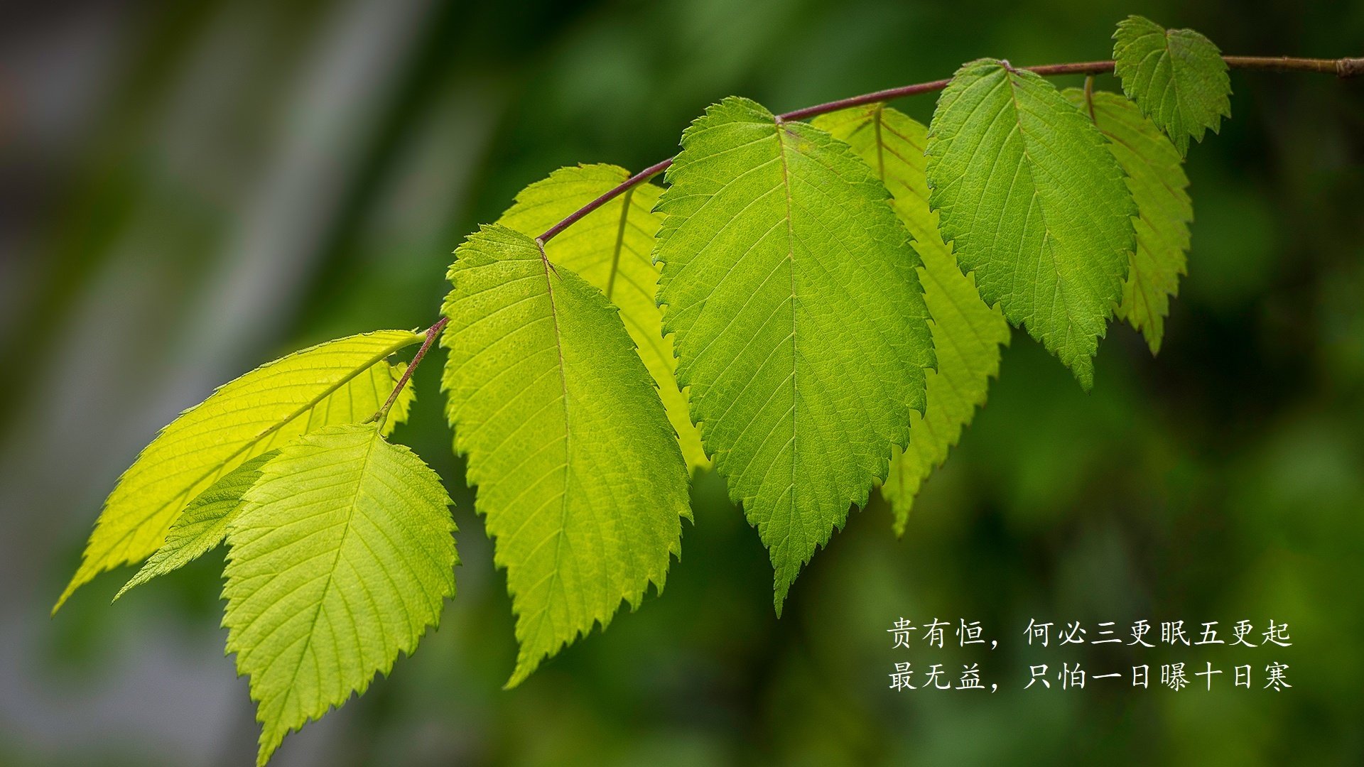 西甲顶级配合:团队默契感人至深,西甲阵营