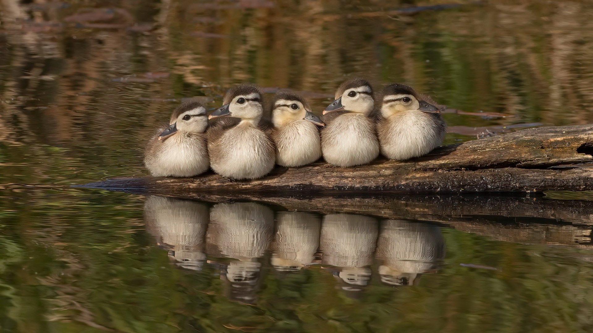 开云官网-雷霆球队全员拍摄新赛季合照气氛融洽，雷霆球队队员名单